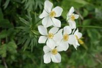 Sasanka narcisokvětá (Anemone narcissiflora)