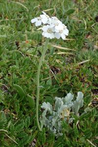 Řebříček Clavennův (Achillea clavennae)