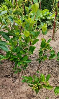 Temnoplodec černoplodý (Aronia melanocarpa)