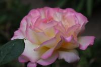 Růže 'Gloria Dei' - Velkokvěté růže (Rosa)