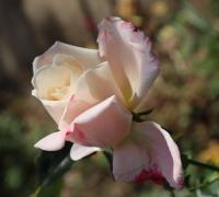 Růže 'Roseromantic' - Mnohokvěté růže (Rosa)