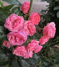 Růže 'Pomponella' - Mnohokvěté růže (Rosa)