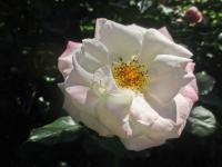 Růže 'Eisprinzessin' - Mnohokvěté růže (Rosa)