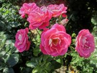 Růže 'Rose Gaujard' - Velkokvěté růže (Rosa)