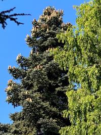 Jedle španělská 'Glauca' (Abies pinsapo)