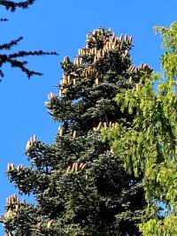 Jedle španělská 'Glauca' (Abies pinsapo)