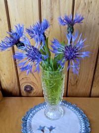 Chrpa horská (Centaurea montana)