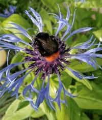 Chrpa horská (Centaurea montana)