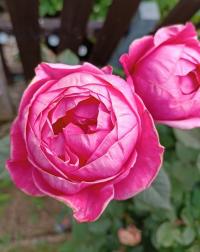 Růže 'Pomponella' - Mnohokvěté růže (Rosa)