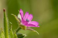 Schlitzblättrige Storchschnabel (Geranium dissectum)