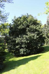 Javor babyka (Acer campestre)