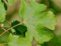 Javor babyka (Acer campestre)