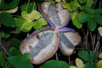 Akébie pětičetná - semena v dužnině (Akebia quinata)