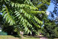 Pajasan žláznatý (Ailanthus altissima)