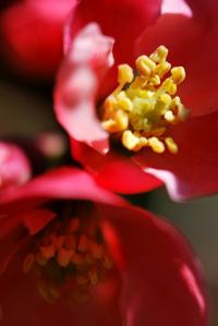 Kdoulovec japonský (Chaenomeles japonica)