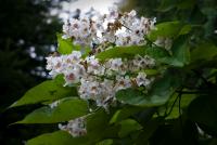 Katalpa trubačovitá (Catalpa bignonioides)