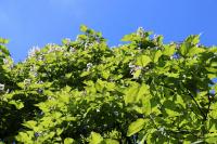 Katalpa trubačovitá (Catalpa bignonioides)