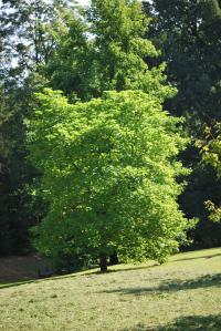 Katalpa trubačovitá - letní habitus (Catalpa bignonioides)