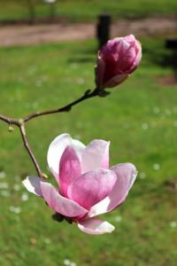 Šácholan Soulangeův (Magnolia x soulangeana)