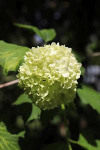Kalina obecná 'Roseum' (Viburnum opulus)