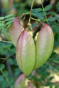 Žanovec měchýřník (Colutea arborescens)