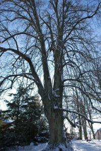 Lípa srdčitá - zimní habitus (Tilia cordata)