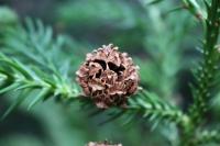 Kryptomerie japonská - šištice (Cryptomeria japonica)