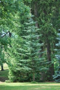 Jedle korejská (Abies koreana)