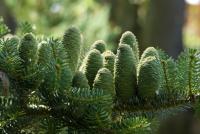Jedle korejská (Abies koreana)