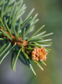 Smrk ztepilý 'Cranstonii' (Picea abies)