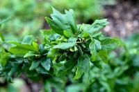 Buk lesní 'Cristata' (Fagus sylvatica)