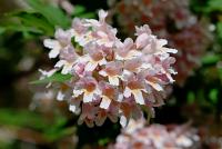 Kolkvície krásná (Kolkwitzia amabilis)