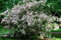 Kolkvície krásná (Kolkwitzia amabilis)