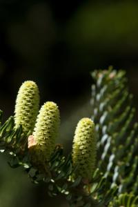 Jedle korejská 'Silberlocke' (Abies koreana)