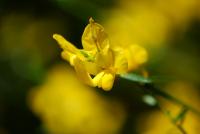 Kručinka lydijská (Genista lydia)