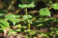 Mahónie Bealova (Mahonia bealei)