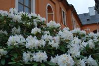 Pěnišník (Rhododendron)