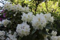 Pěnišník (Rhododendron)