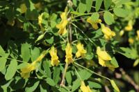Čimišník obecný 'Pendula' - květy (Caragana arborescens)