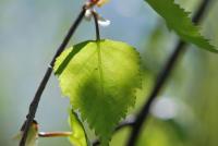 Bříza bělokorá 'Youngii' (Betula pendula)