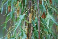 Bříza bělokorá 'Dalecarlica' (Betula pendula)