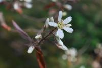 Muchovník kanadský - květ (Amelanchier canadensis)