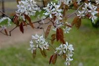 Muchovník kanadský (Amelanchier canadensis)