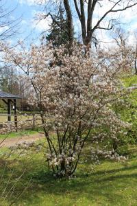 Muchovník kanadský - kvetoucí habitus (Amelanchier canadensis)
