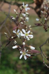 Muchovník kanadský (Amelanchier canadensis)