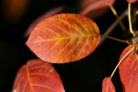 Muchovník kanadský (Amelanchier canadensis)