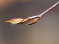 Muchovník kanadský (Amelanchier canadensis)