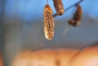 Bříza bělokorá 'Golden Cloud' (Betula pendula)