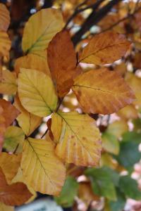 Buk lesní 'Dawyck Purple' (Fagus sylvatica)