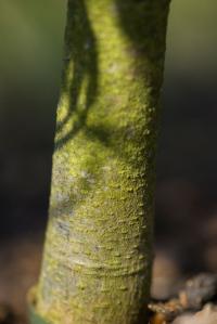 Buk lesní 'Mercedes' (Fagus sylvatica)